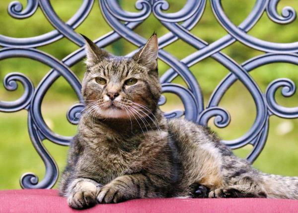 /images/uploads/juneau animal rescue/alaskapets2020/entries/14747thumb.jpg